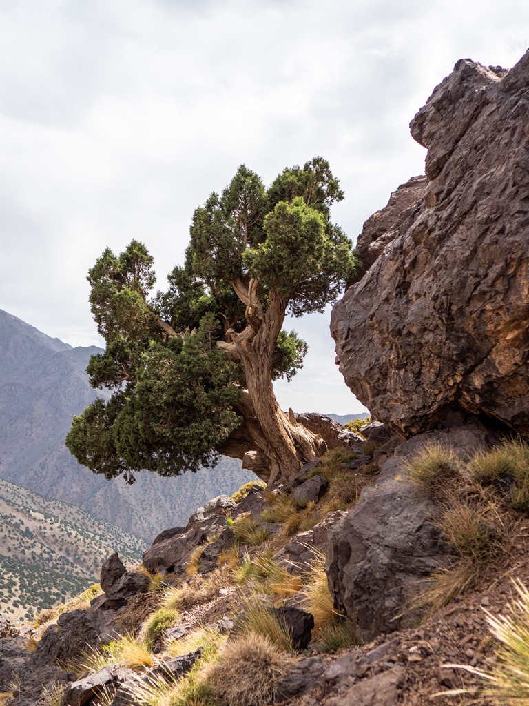 A gnarled juniper clinging to a rocky mountain ridge