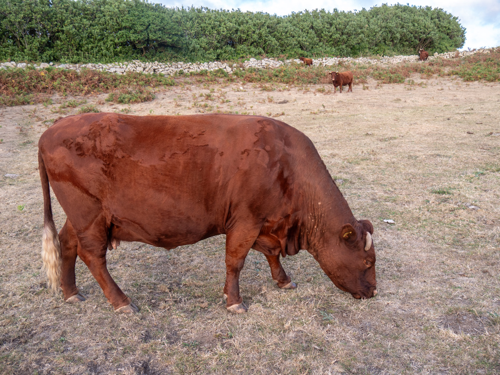 A brown cow resting on sandy ground